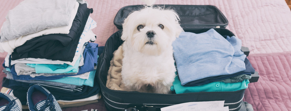 Hund sitzt in einem gepackten Urlaubskoffer