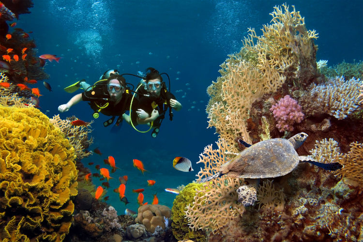 Zwei Tauchen schwimmen durch ein Korallenriff mit bunten Fischen und einer Schildkröte