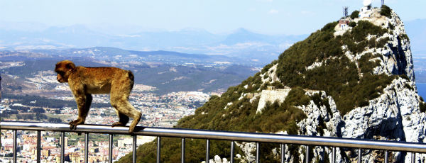 Gibraltar - Die Affen sind los!