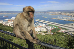 Affenberg auf Gibraltar - ein Abenteuer!
