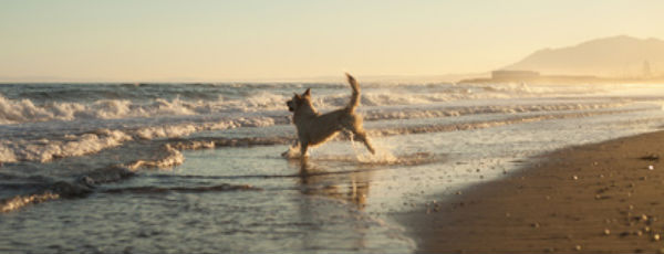 Urlaub mit dem Hund in Dänemark