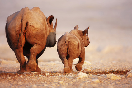 Safari in Namibia: Mit Nashörnern auf  Du und Du