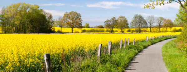 Radfahren an der Elbe - Elberadwege