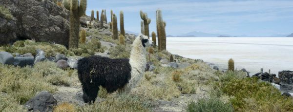 Reiseziel Bolivien - Den Binnenstaat Südamerikas entdecken