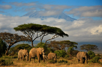 Safari-Tour durch Südafrika