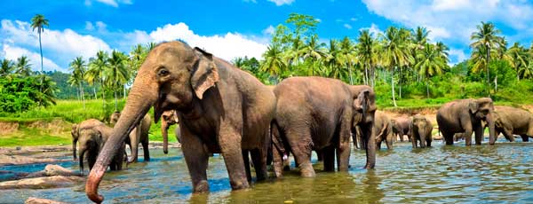 Familienurlaub: Sri Lanka Urlaub mit Kindern