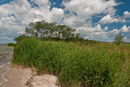 Am Strand des Peenestroms  NSG Halbinsel Gnitzk/Usedom