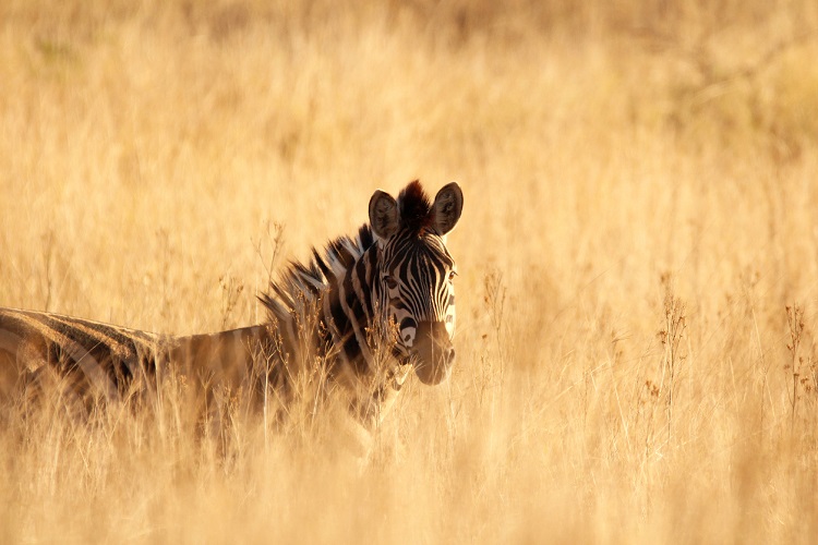 Zebra zwischen Gräsern stehend