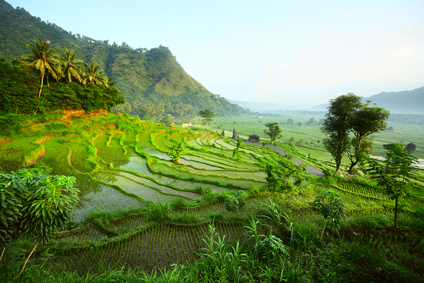 Flora in Indonesien