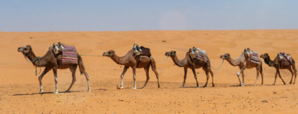Urlaub in der Sahara