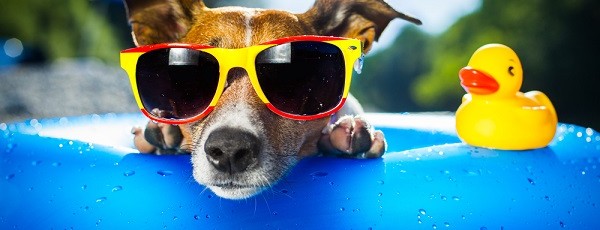 RATGEBER: SCHWEDEN MIT HUND ENTDECKEN