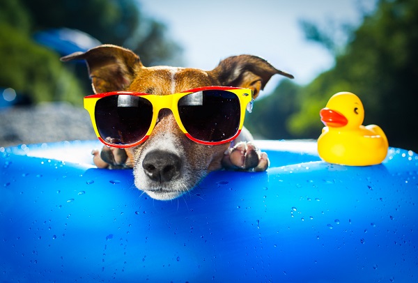 Urlaub mit Hund in Schweden