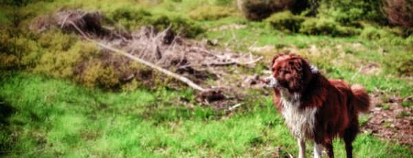 Urlaubsorte im Schwarzwald: Eine ideale Reisemöglichkeit für Hund und Herrchen