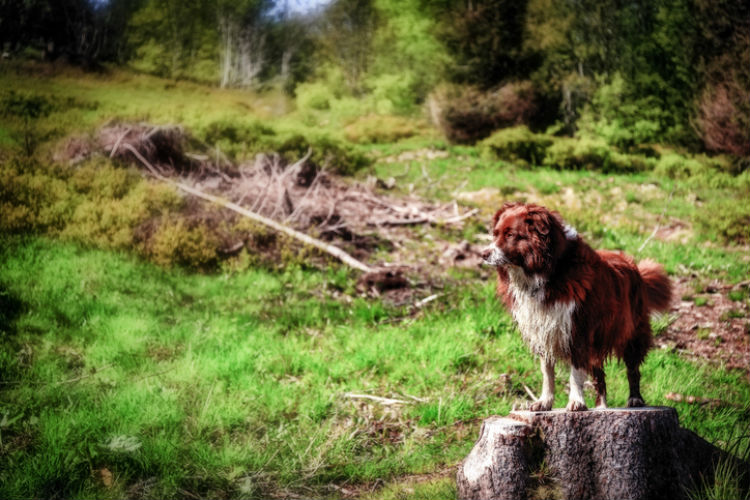 Hund im Schwarzwald