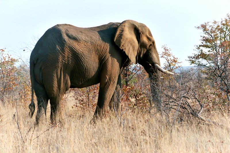Afrikanischer Elefant