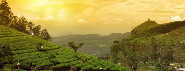 Sri Lanka: Teeplantagen, Nationalparks und Tempelanlagen auf der Tropeninsel entdecken