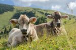 Urlaub im Allgäu: Reisetipps und Ausflugsziele