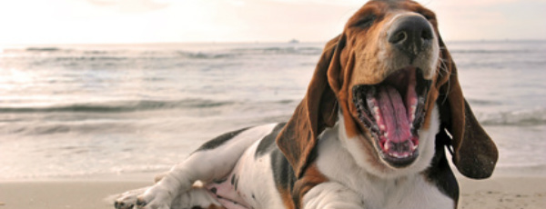 Urlaub mit Hund: Schöne Reiseziele für Mensch und Tier