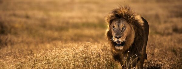 Eine Reise nach Tansania: auf den Spuren des Löwen