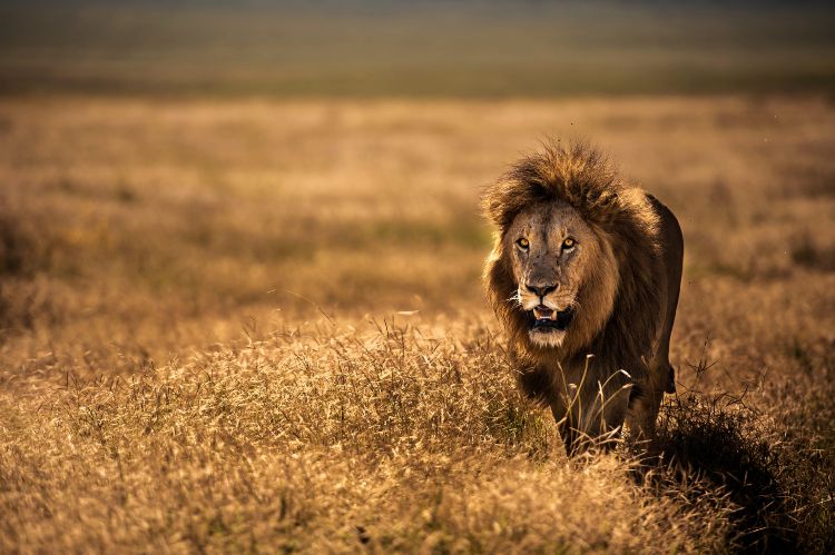 Löwe läuft durch das Feld