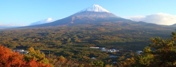 Der Aokigahara Wald zieht Selbstmörder an | Japans schaurige Seite