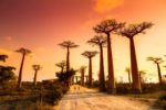 Madagaskar entdecken - Tipps für Weltenbummler