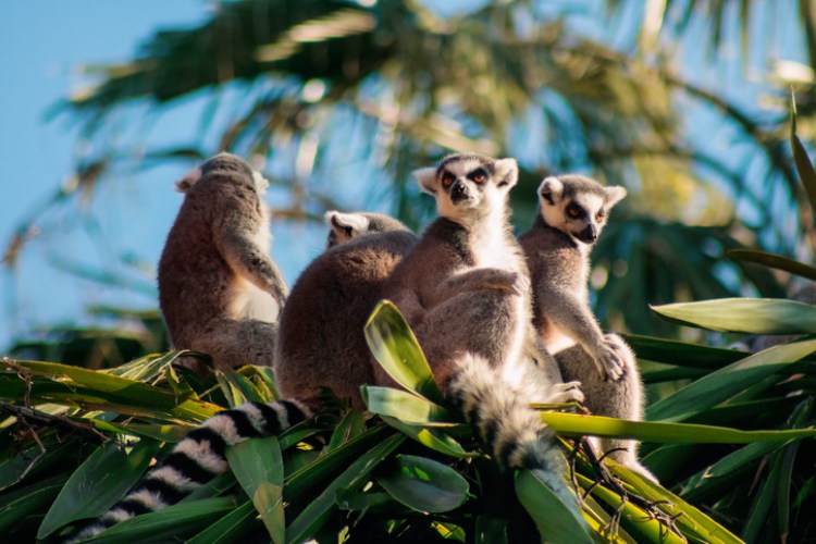 Lemuren sitzen auf einem Baum