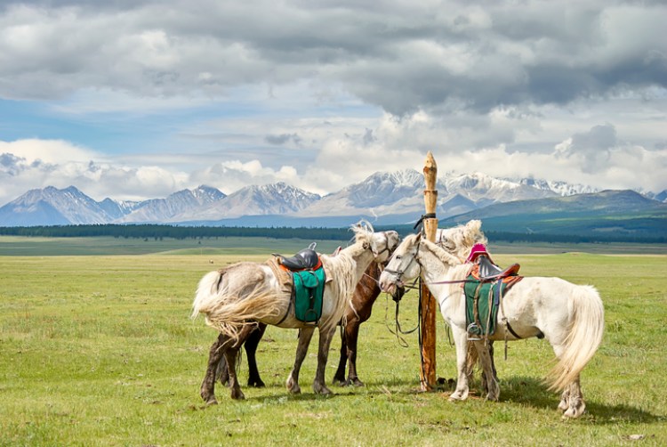 Mongolische Pferde in der Steppe