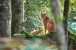 Bayerischer Wald: 5 fabelhafte Unternehmungen vorgestellt