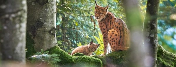 Bayerischer Wald: 5 fabelhafte Unternehmungen vorgestellt