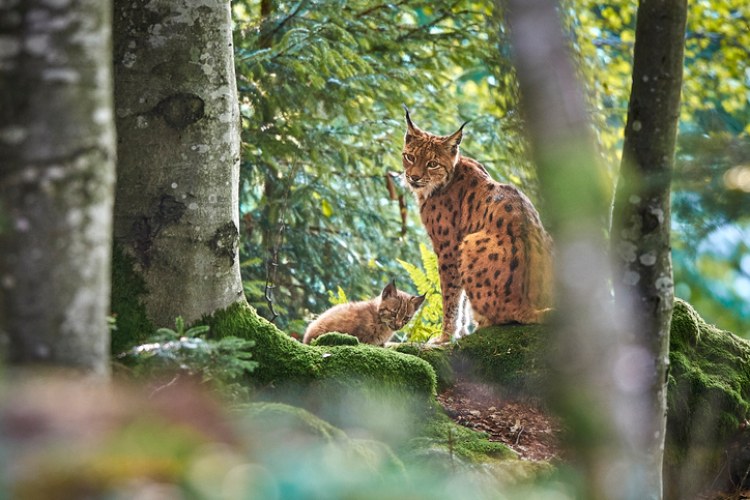 Luchsmutter mit jungem im Bayerischen Wald