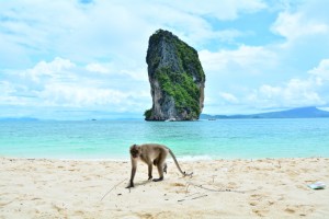 Flora und Fauna Thailands