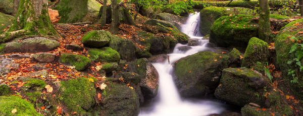 Bächlein im Schwarzwald