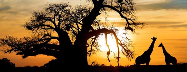 Safari in Südafrika: Rundreisen sind beliebter den je!